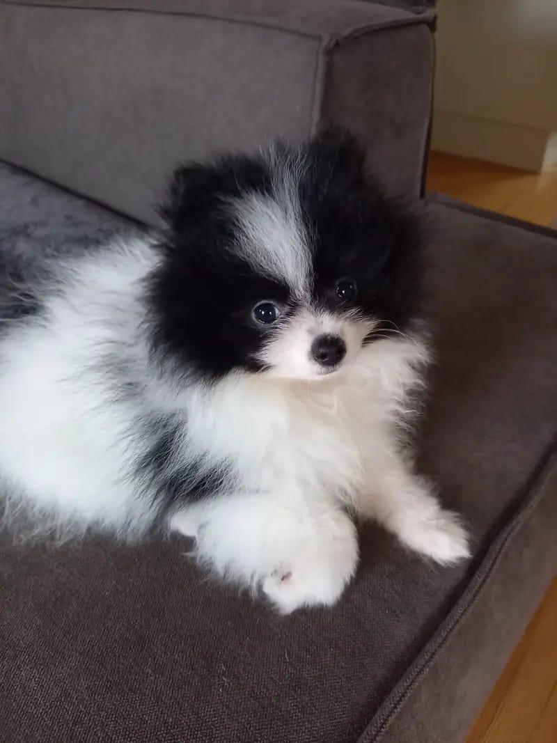 Pomeranian von  Dolce Picollini   gallery image 2