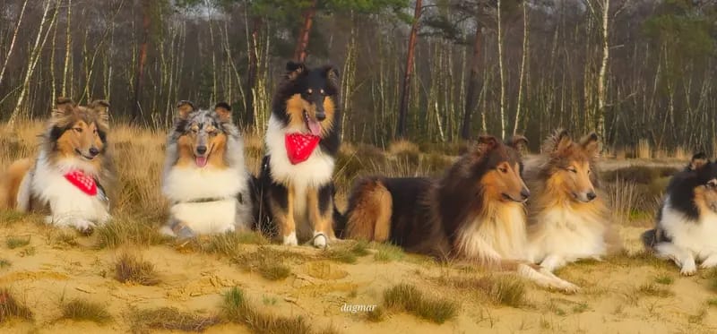 Collies Of True Fellow gallery image 4