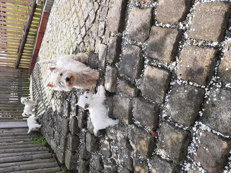 Westie vom Elmbach gallery image 2