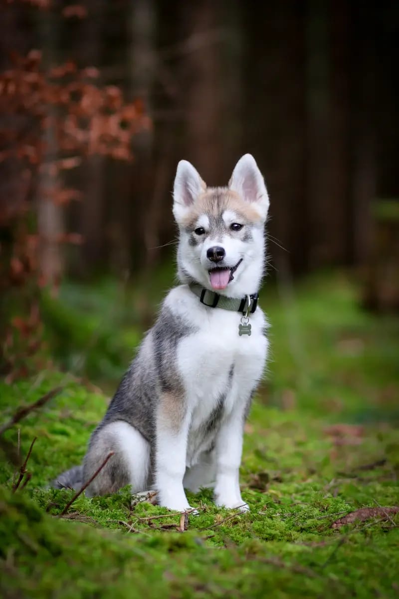 F3 Pomsky Welpen aus privater Hundezucht in München gallery image 3