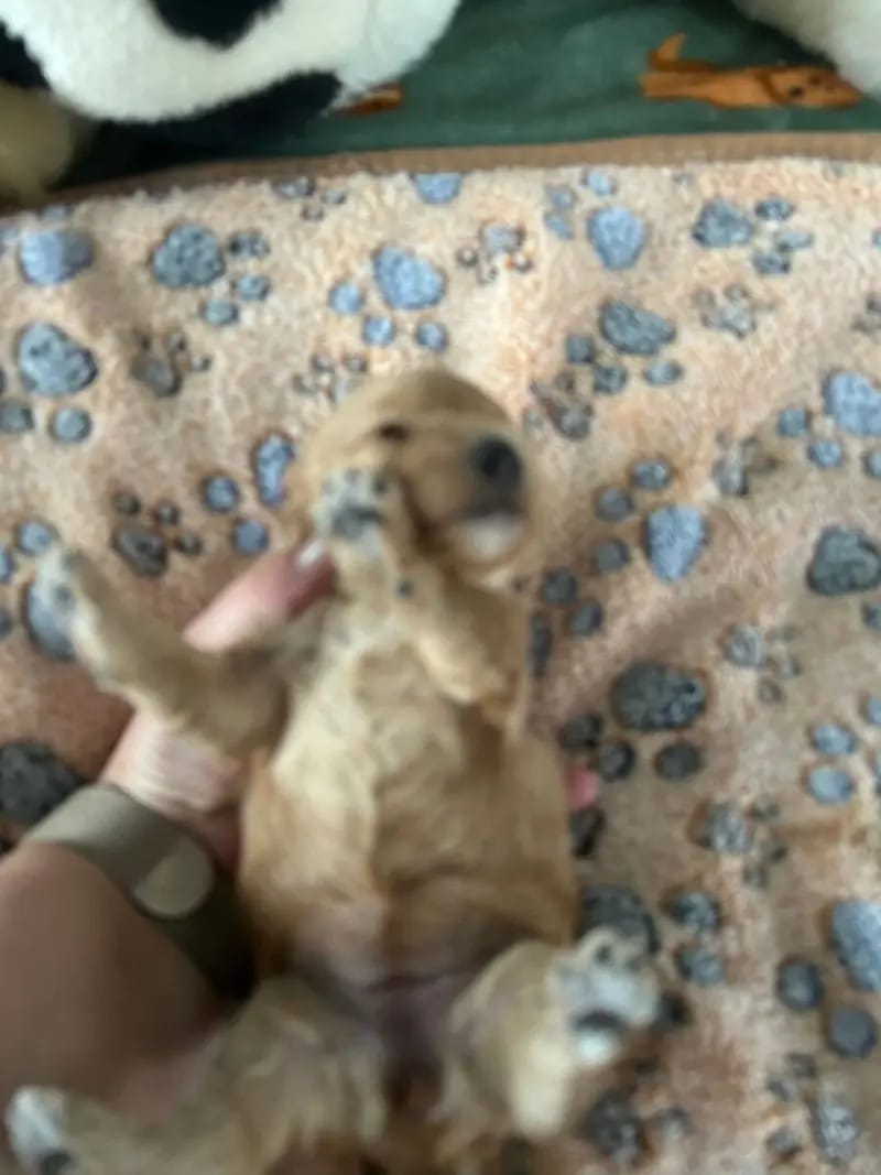 Unsere Maltipoo sind vergeben seit 28 Jahren Zuchterfahrung gallery image 4