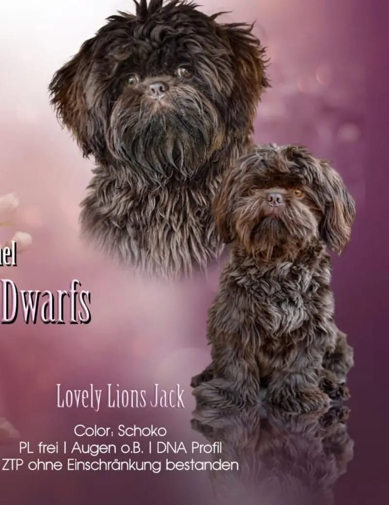 Shih-Tzu Deckrüde Jack gallery image 4