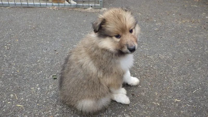 collies und Shelties from little America gallery image 2