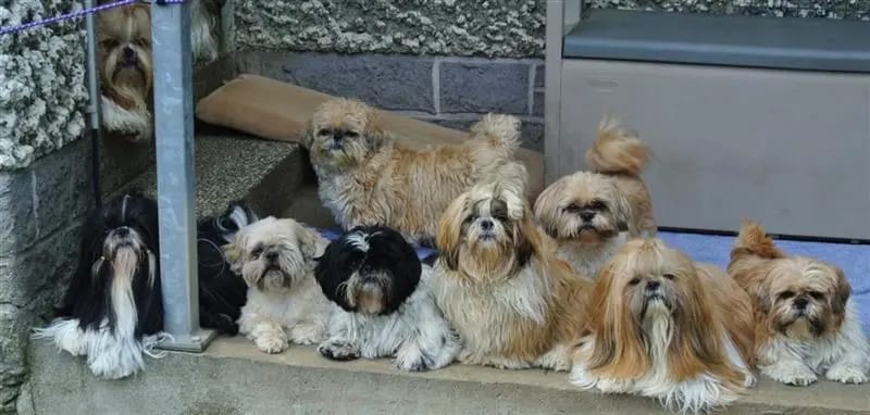 Shih-Tzu vom Heydpark gallery image 4