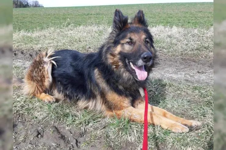 MOBBY, verschmuster Hund nur für Erfahrene gallery image 3