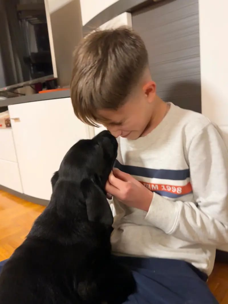 Labrador aus Taunus gallery image 3