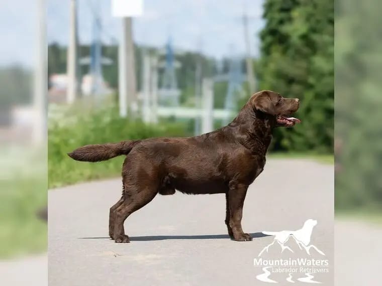 4-jähriger schokobrauner Labrador-Rüde sucht Patenfamilie gallery image 2