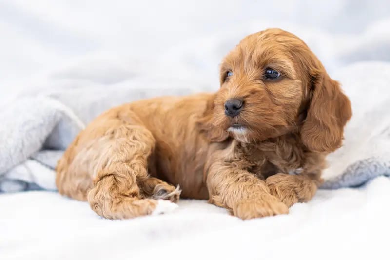 Cockapoo Hundezucht gallery image 2