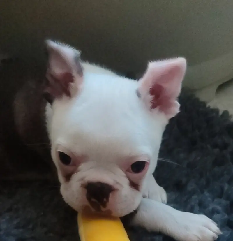 Ash – Boston Terrier Puppy – Photo 2