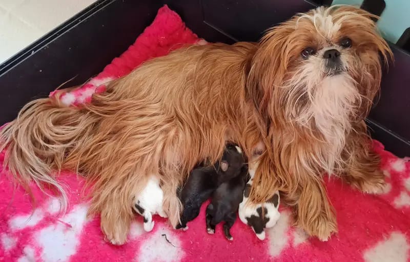 Little Sweetheart' s Shih Tzu gallery image 3