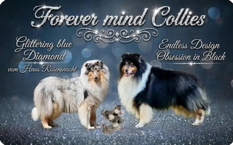 3 Traumhafte Colliewelpen blue merle VDH/DCC – Collie (Kurzhaar) Welpe – Bild 3