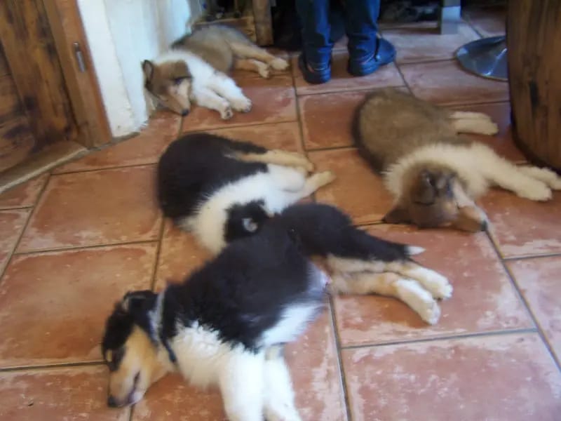 Collies of Amarsis gallery image 4