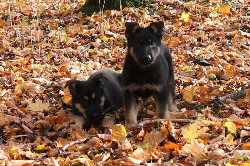 Zuchtstätte für Deutsche Schäferhunde "vom Tatzelwurm" gallery image 3