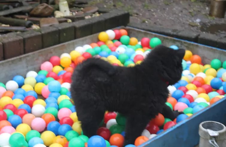 Eurasier vom Sitara gallery image 3
