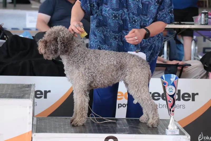 Curly Coats Lagotto Romagnolo  gallery image 4
