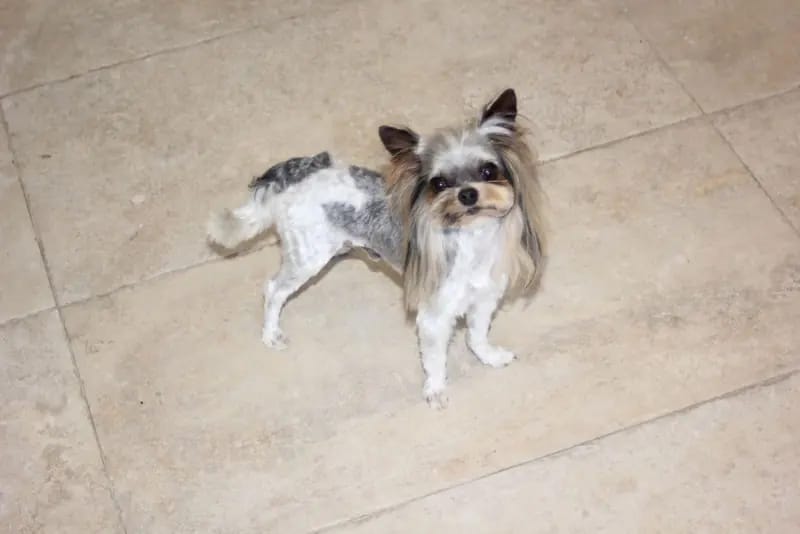 Erwachsene Biewer Yorkshire Terrier Rüde. – Yorkshire Terrier Welpe – Bild 4