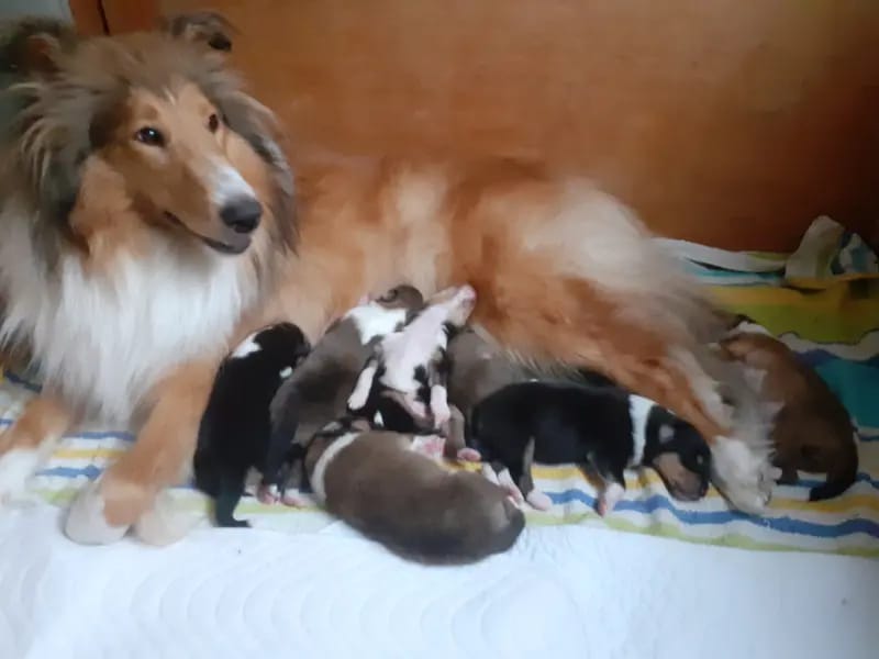 Collies von der Brettachwiese  gallery image 3