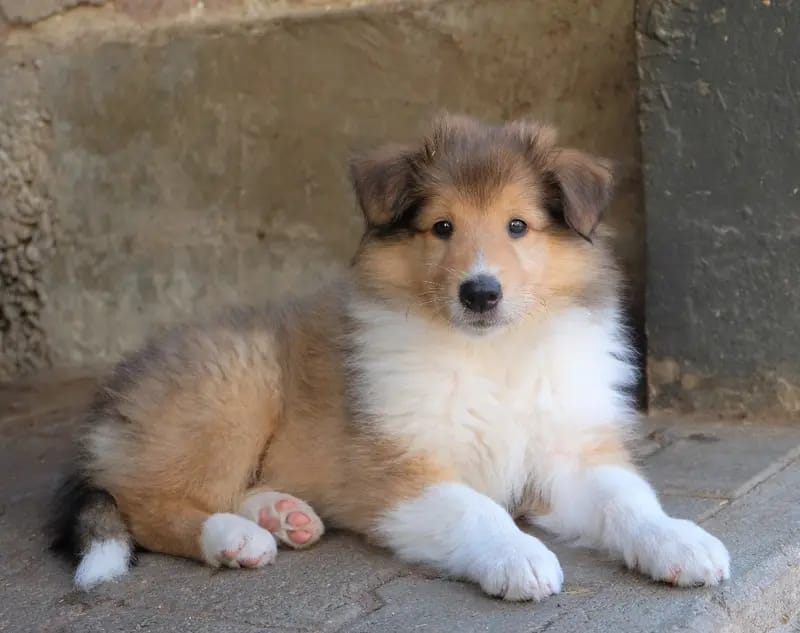 Collies von der Brettachwiese  gallery image 4