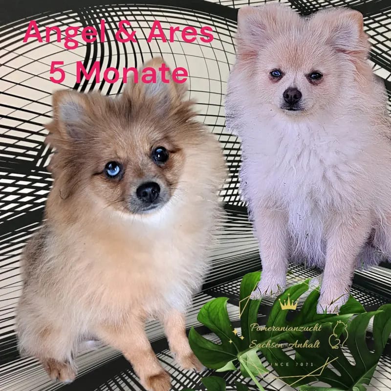 Ares gallery image 2