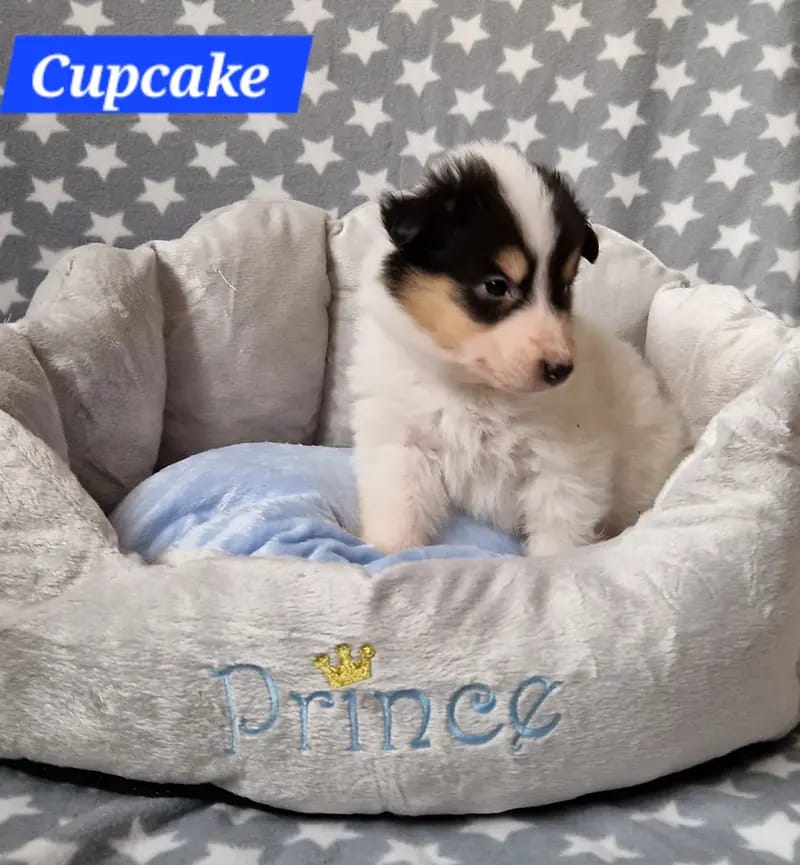 Cupcake, rüde, weiss tricolor  gallery image 2
