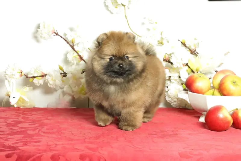 Süßer Pomeranian (Deutscher Zwergspitz) Welpe zu verkaufen gallery image 4