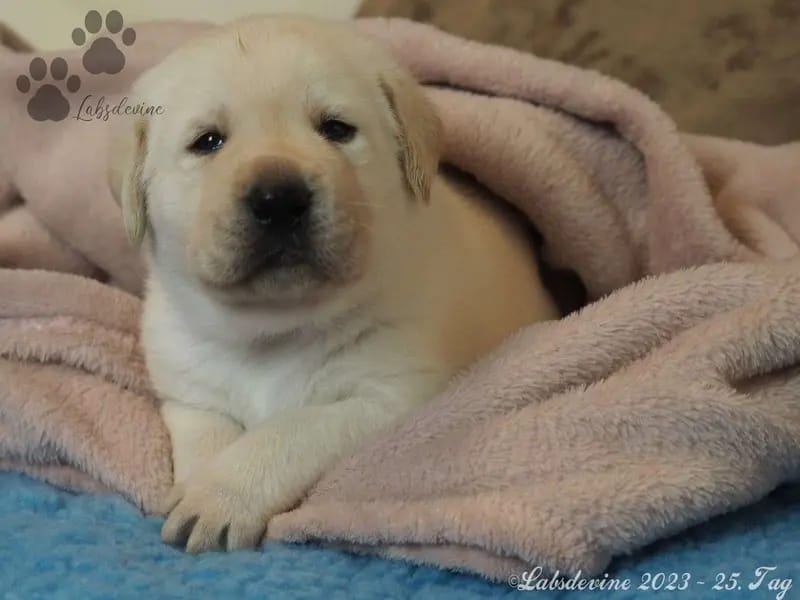 Labsdevine Labrador Retrievers gallery image 2