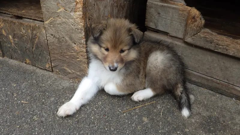 collies und Shelties from little America gallery image 3