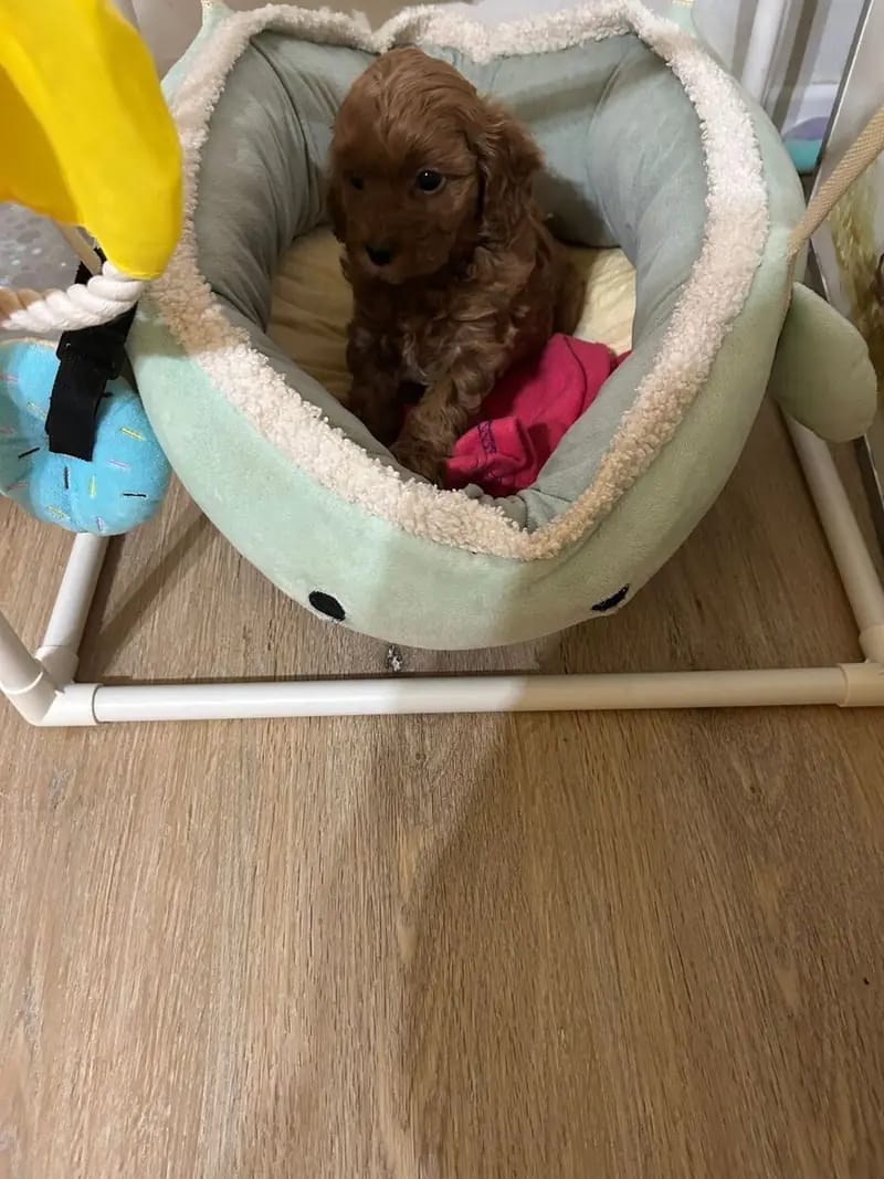 Die bildhübsche Maltipoo Hündin Hilde sucht noch ihre Traumfamilie gallery image 3