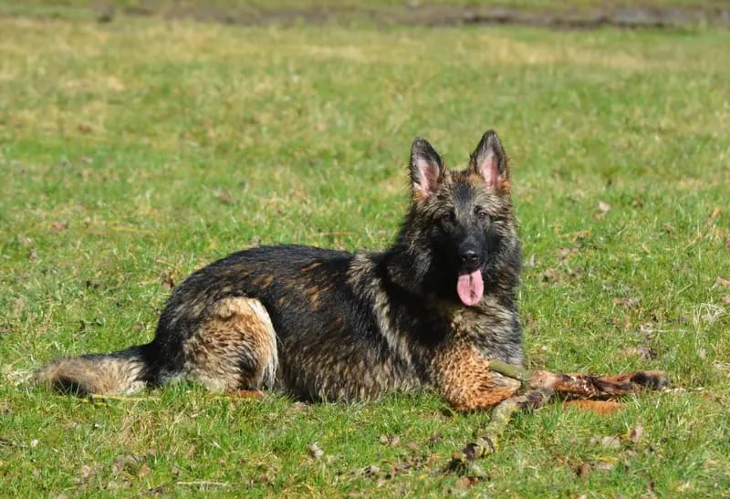 Altdeutsche Schäferhunde aus dem Waldquellental IRHZV gallery image 2