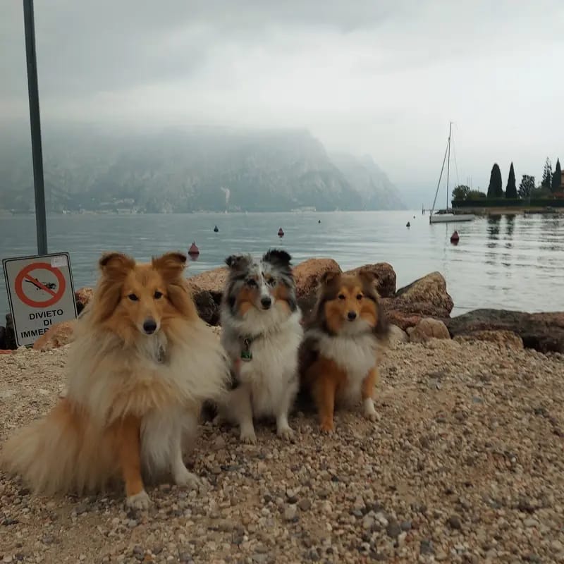 Shelties von Little Insa  gallery image 4