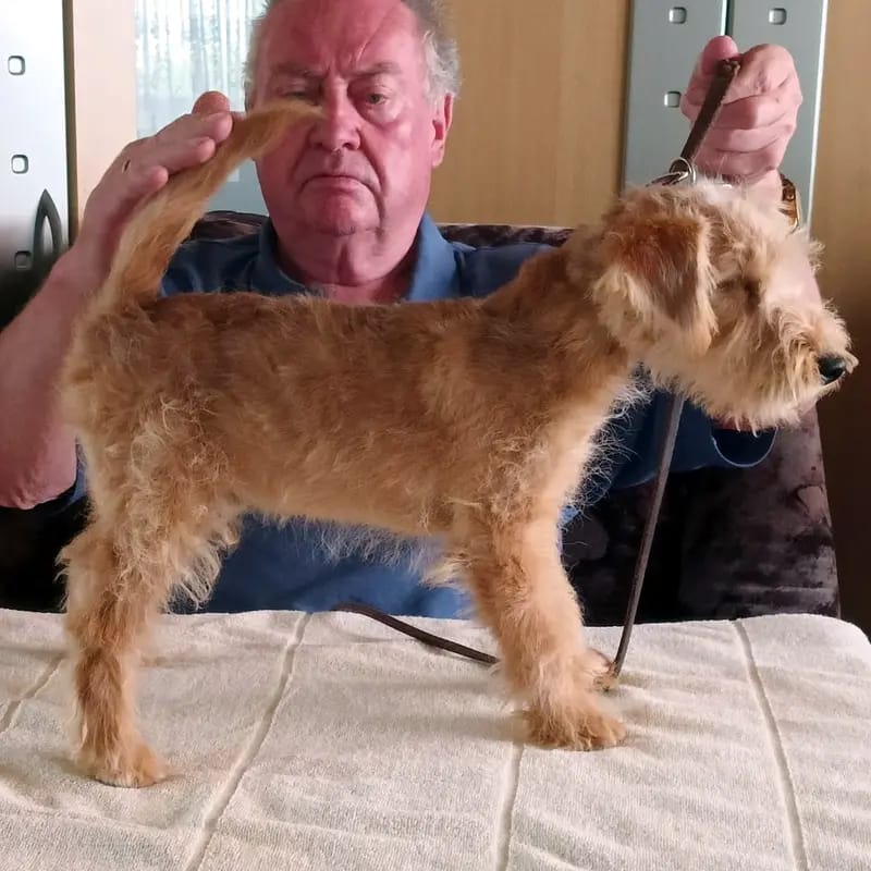 Lakeland Terrier vom Amur gallery image 4