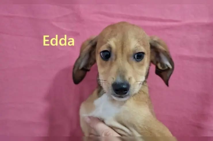 Edda gallery image 2