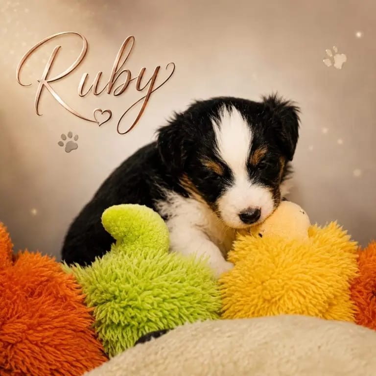 Ruby – Australian Shepherd Yavrusu – Fotoğraf 2