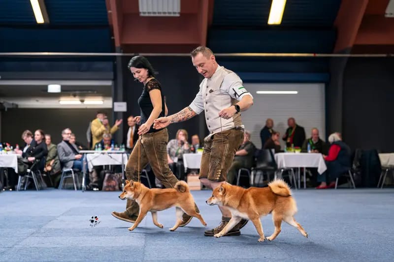 Shiba Inu vom hundecampus gallery image 3