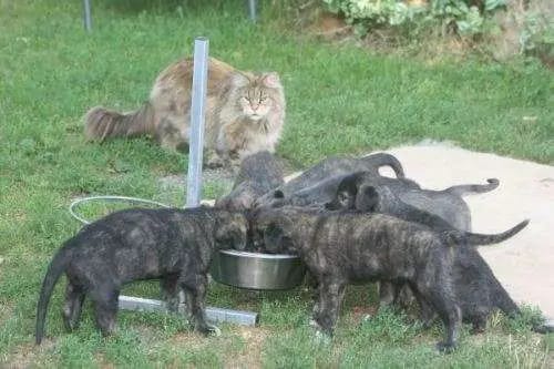 Dahmraks Irish Wolfhounds gallery image 4