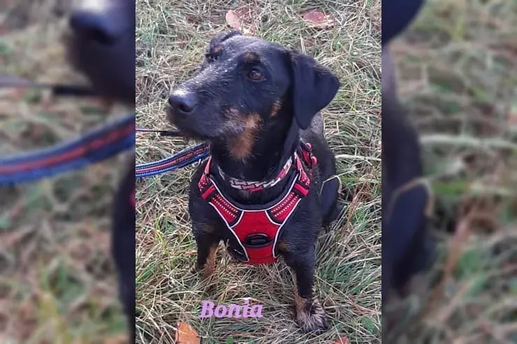 Bonia gallery image 4