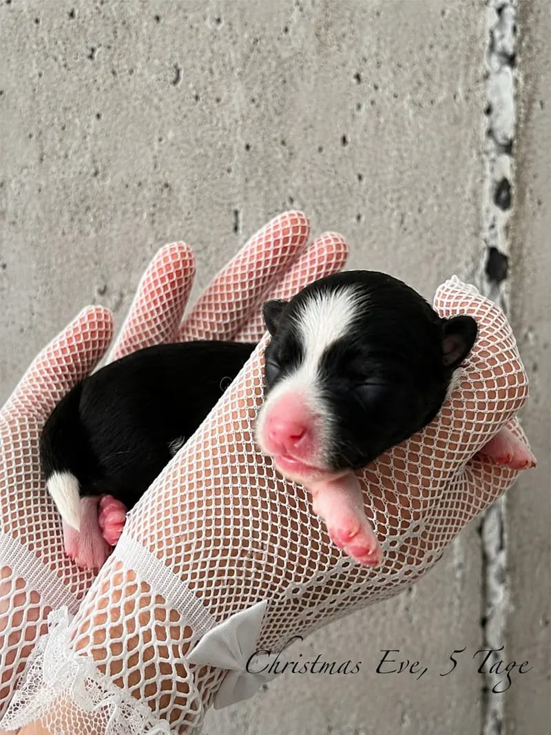 *Bezaubernde Chinese Crested Powderpuff Welpen ~choco ~black * – Chinese Crested Dog Yavrusu – Fotoğraf 4