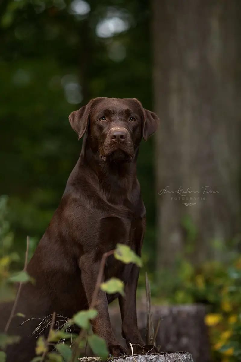 Labrador Retriever vom Hisselsberg  gallery image 2