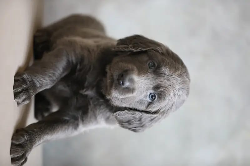 Weimaraner of royal Diamonds  gallery image 3