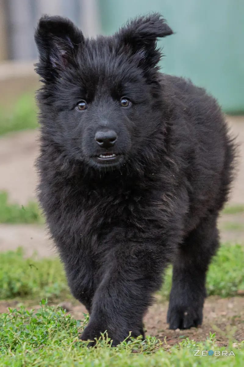 Zuchtstätte Dt. Schäferhunde "of Wolfcubs" gallery image 4