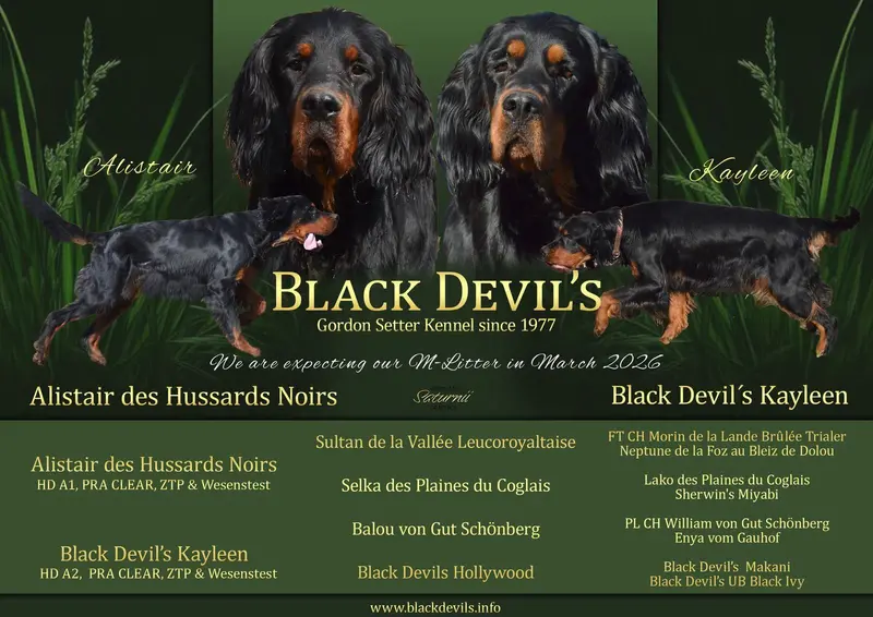 Gordon Setter Welpen – Gordon Setter Puppy – Photo 2
