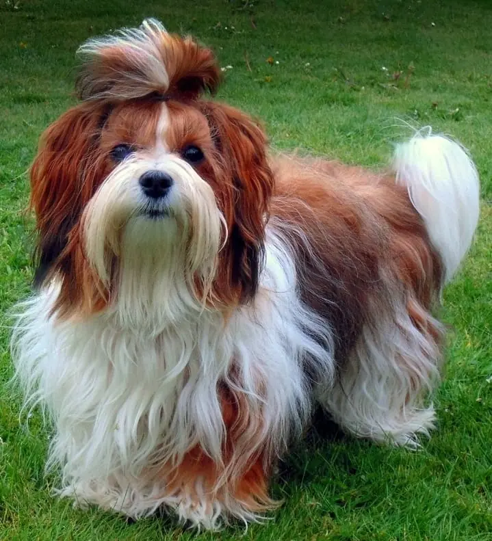 Deckrüde ... C A R L O ... Havaneser – Havaneser Puppy – Photo 4