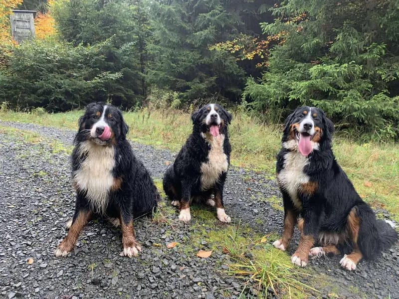 Berner Sennenhunde vom Geildorfer Bach gallery image 3