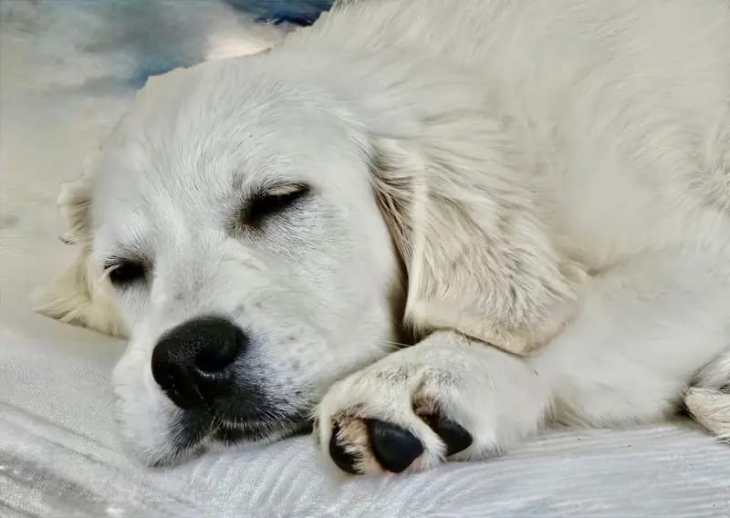 Golden Retriever Welpen gallery image 4