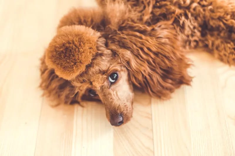 Nucleus Line Poodle  gallery image 4