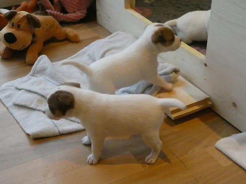 Jack Russell Terrier vom Quittengrund gallery image 3