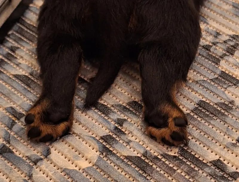 Rottweiler vom Alten Zollhaus  gallery image 2