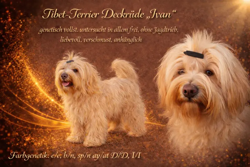 Deckrüde Tibet Terrier in gold (kein Zobel) mit Papieren (Champion) – Tibet Terrier Puppy – Photo 2