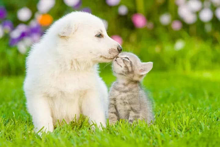 PetTech startups with a promising future
