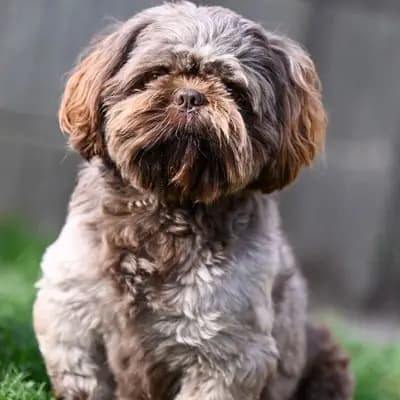 Shih-Tzu Deckrüde Jack – Shih Tzu Welpe, Brandenburg, 由...饲养 Witch's Cauldron Bulldogs Kennel